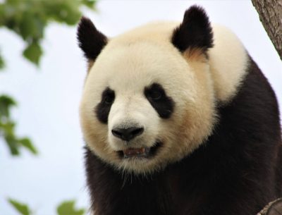 visite-parc-beauval-panda-