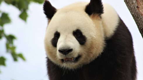 visite-parc-beauval-panda-