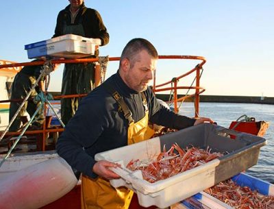 Langoustine port du guilvinec