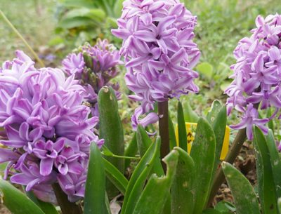 fête-des-fleurs-jacinthe-tulipe-la-torche-finistère-spot