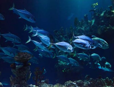 poissons-sous-l-eau-aquarium-immersion-fond-marin-enfant-famille-sortie-club-association-aquashow-audierne