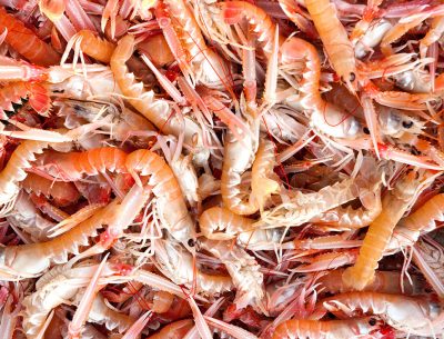 langoustine
