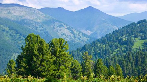 montagne pyrénées forêt de cèdre