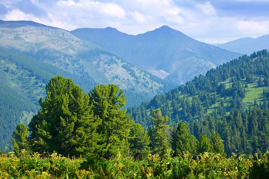 montagne pyrénées forêt de cèdre