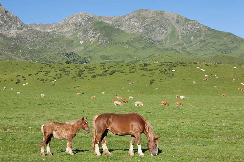 montagne pyrénées randonnée pédestre activité equestre chevaux