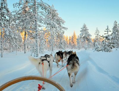 laponie au départ de Brest, chien de traineau, neige, hiver